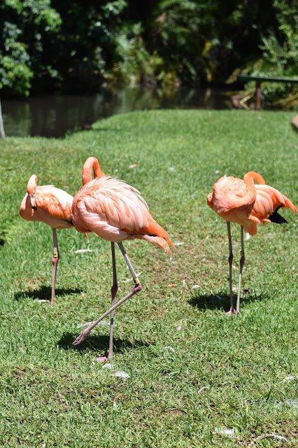 flamingos sarasota jungle gardens