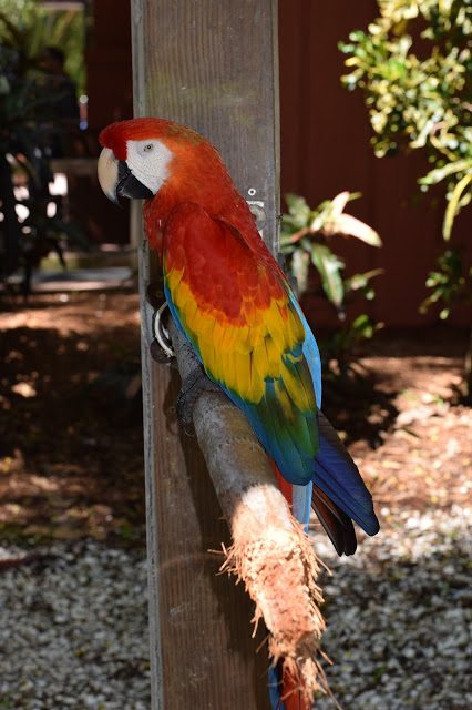 parrots sarasota jungle gardens