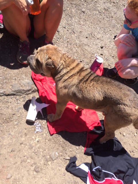 animal abuse in hawaii two dogs thrown off kaena point oahu